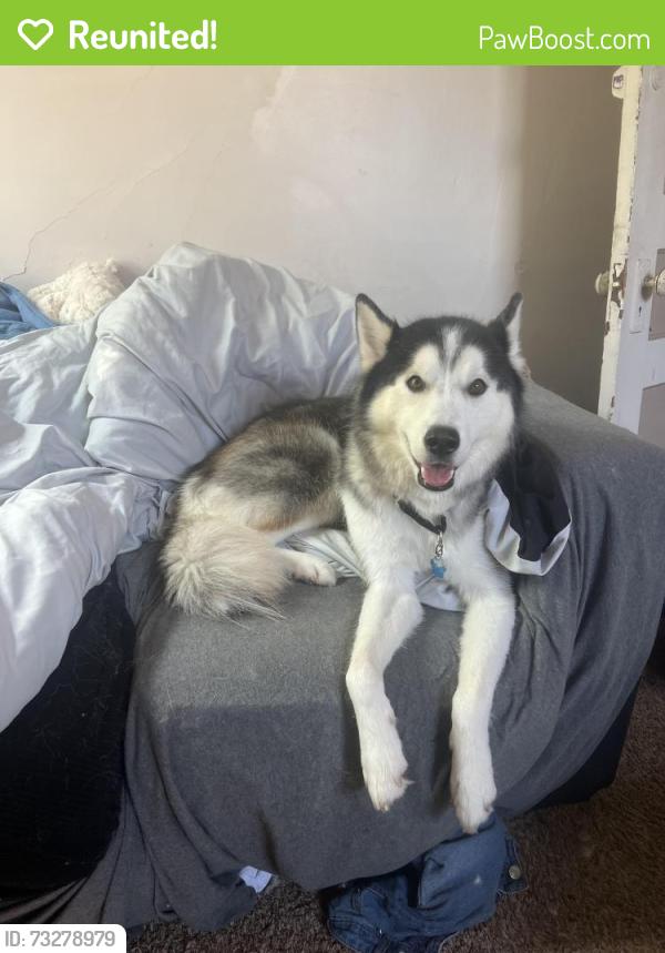 Reunited Male Dog last seen 17th st, Altoona, PA 16602