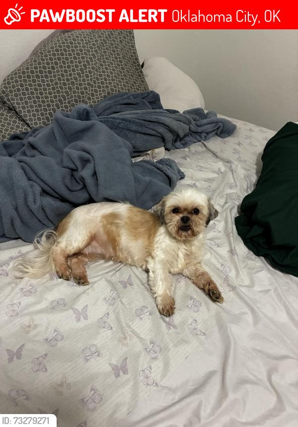 Lost Female Dog last seen Near S May Ave, Oklahoma City, OK 73119, Oklahoma City, OK 73119