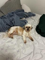 Lost Female Dog last seen Near S May Ave, Oklahoma City, OK 73119, Oklahoma City, OK 73119