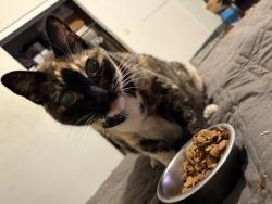 Reunited Female Cat last seen Elizabeth & Park, Cudahy, CA 90201