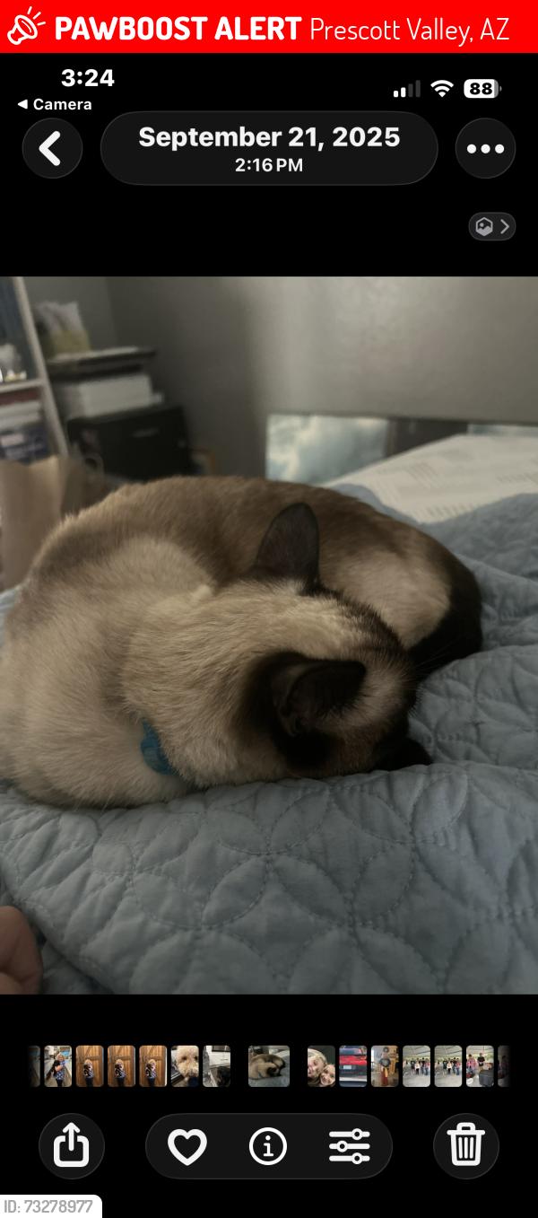 Lost Female Cat last seen viewpoint drive and winding trail, Prescott Valley, AZ 86315