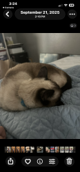 Lost Female Cat last seen viewpoint drive and winding trail, Prescott Valley, AZ 86315