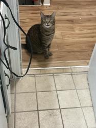Lost Male Cat last seen Across the street from a jacks, Birmingham, AL 35235