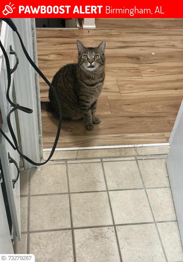 Lost Male Cat last seen Across the street from a jacks, Birmingham, AL 35235