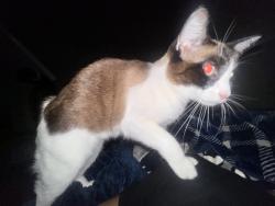 Reunited Female Cat last seen Building 5, 2001 E Spring Creek Pkwy, Plano, TX 75074, USA, Plano, TX 75074