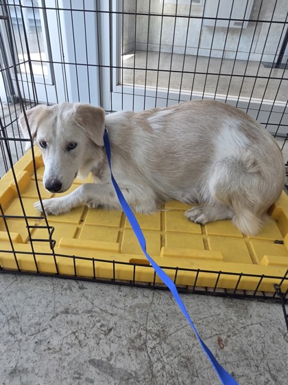 Shelter Stray Female Dog last seen Near Hunt Club Pl near apt dumpster, North District, TX, 355 Hillshire Dr, Haslet, TX 76052, USA