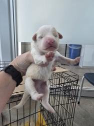 Shelter Stray Female Dog last seen Near Hunt Club Pl near apt dumpster, North District, TX, 355 Hillshire Dr, Haslet, TX 76052, USA
