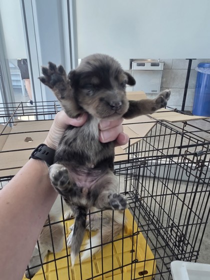 Shelter Stray Female Dog last seen Near Hunt Club Pl near apt dumpster, North District, TX, 355 Hillshire Dr, Haslet, TX 76052, USA