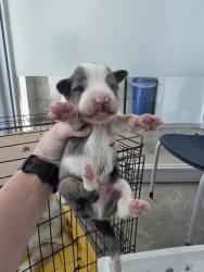 Shelter Stray Male Dog last seen Near Hunt Club Pl near apt dumpster, North District, TX, 355 Hillshire Dr, Haslet, TX 76052, USA