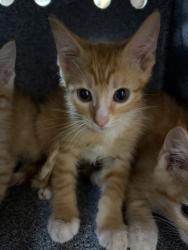 Shelter Stray Unknown Cat last seen Near NEWBERRY CT E, East District, TX, 355 Hillshire Dr, Haslet, TX 76052, USA