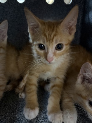 Shelter Stray Unknown Cat last seen Near NEWBERRY CT E, East District, TX, 355 Hillshire Dr, Haslet, TX 76052, USA