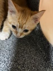 Shelter Stray Unknown Cat last seen Near NEWBERRY CT E, East District, TX, 355 Hillshire Dr, Haslet, TX 76052, USA