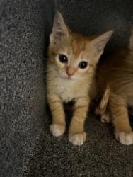Shelter Stray Unknown Cat last seen Near NEWBERRY CT E, East District, TX, 355 Hillshire Dr, Haslet, TX 76052, USA