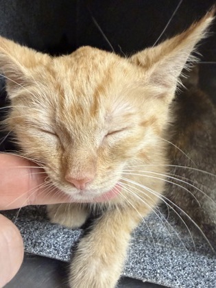 Shelter Stray Female Cat last seen Near NEWBERRY CT E, East District, TX, 355 Hillshire Dr, Haslet, TX 76052, USA