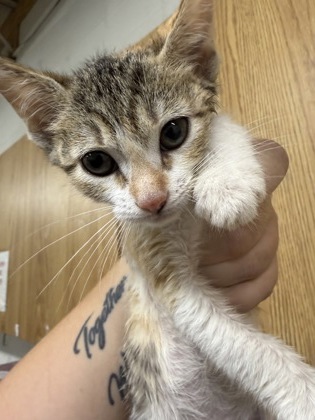 Shelter Stray Female Cat last seen Near NEWBERRY CT E, East District, TX, 355 Hillshire Dr, Haslet, TX 76052, USA