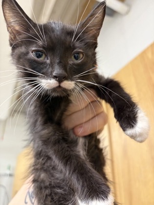 Shelter Stray Male Cat last seen Near NEWBERRY CT E, East District, TX, 355 Hillshire Dr, Haslet, TX 76052, USA