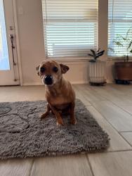Reunited Male Dog last seen Willow branch and barberry tree, Fort Worth, TX 76036