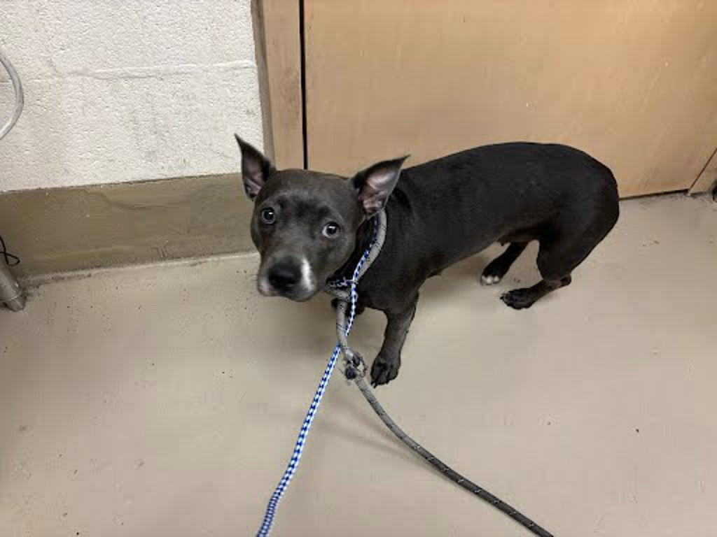 Shelter Stray Unknown Dog last seen Near Oak Springs Drive, AUSTIN, TX, 78702, 7201 Levander Loop bldg a, Austin, TX 78702, USA