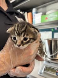 Shelter Stray Male Cat last seen Near E 5600 S, MURRAY CITY, UT, 84121, 511 W 3900 S, Salt Lake City, UT 84123, USA