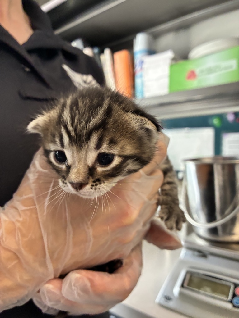 Shelter Stray Male Cat last seen Near E 5600 S, MURRAY CITY, UT, 84121, 511 W 3900 S, Salt Lake City, UT 84123, USA