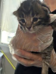 Shelter Stray Female Cat last seen Near E 5600 S, MURRAY CITY, UT, 84121, 511 W 3900 S, Salt Lake City, UT 84123, USA