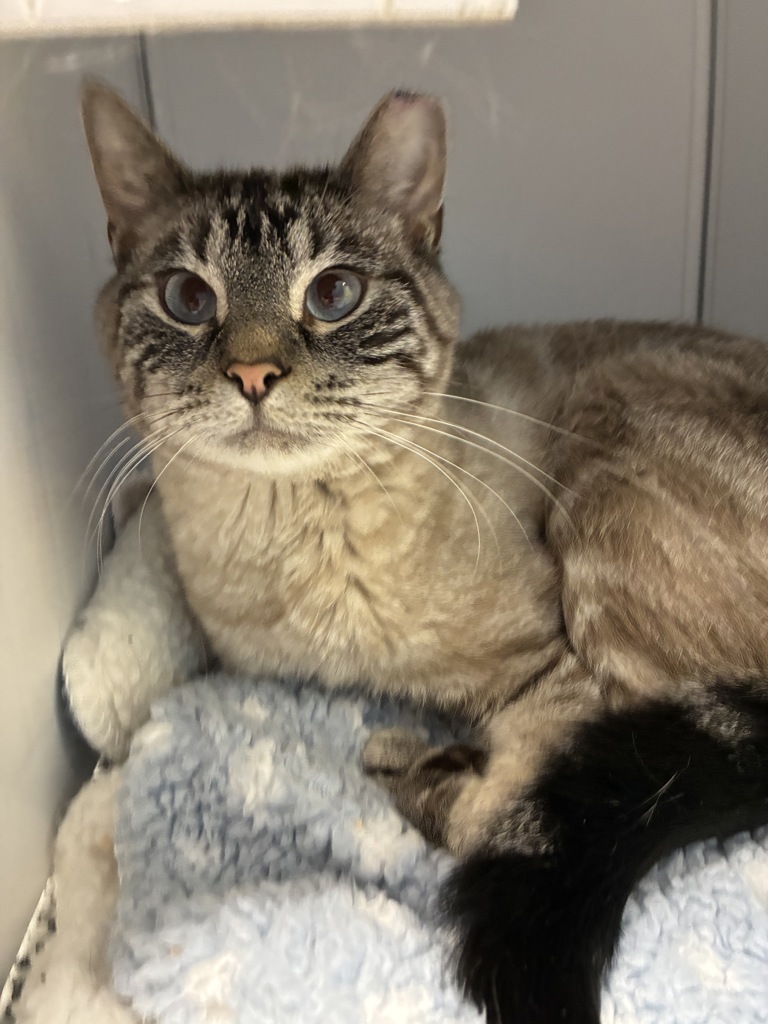 Shelter Stray Male Cat last seen Near W 3500 S, Magna Township, UT, 84044, 511 W 3900 S, Salt Lake City, UT 84123, USA