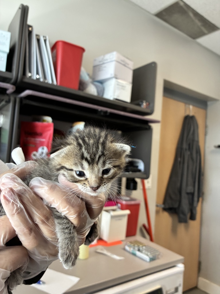 Shelter Stray Female Cat last seen Near E 5600 S, MURRAY CITY, UT, 84121, 511 W 3900 S, Salt Lake City, UT 84123, USA