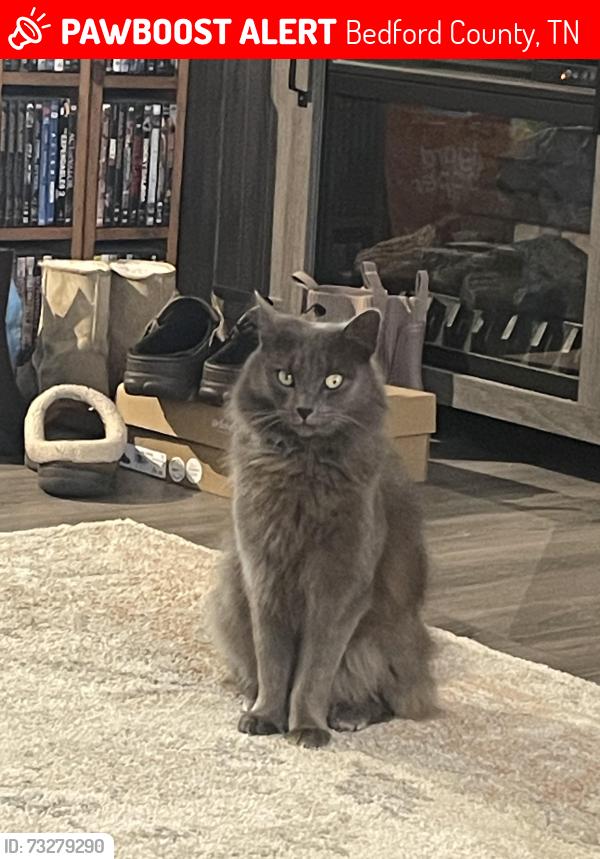 Lost Female Cat last seen Pepper Hill Rd, Bedford County, TN 37180