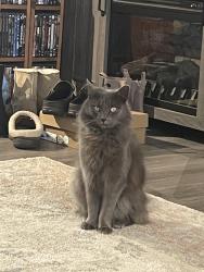 Lost Female Cat last seen Pepper Hill Rd, Bedford County, TN 37180