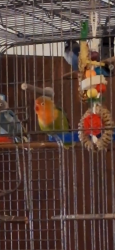 Lost Female Bird last seen Alice Avenue, Hamilton, Hamilton, OH 45011