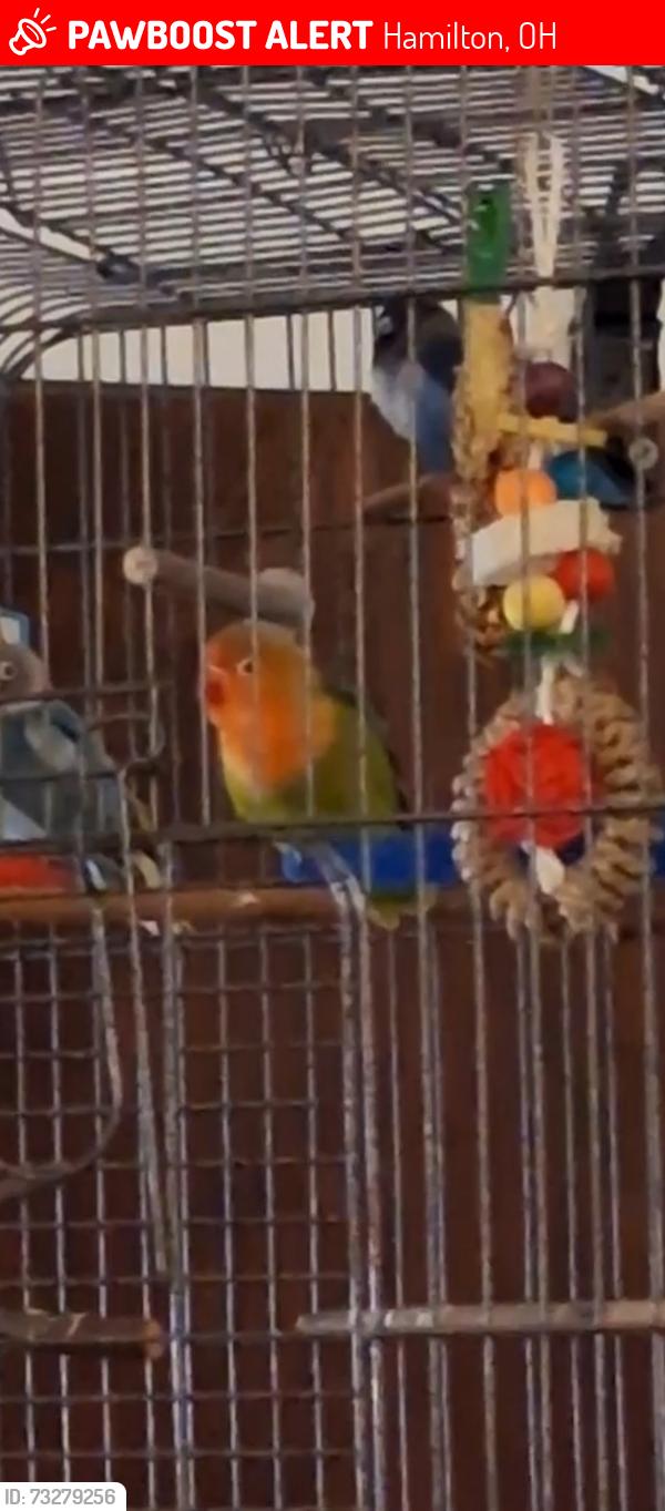 Lost Female Bird last seen Alice Avenue, Hamilton, Hamilton, OH 45011