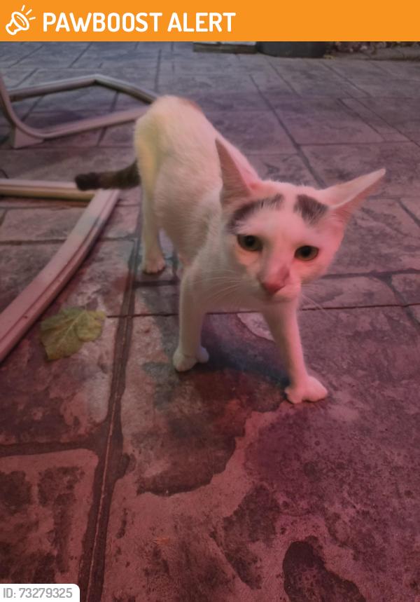 Found/Stray Unknown Cat last seen Gudith & Sibley, Brownstown Township, MI 48183