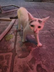 Found/Stray Unknown Cat last seen Gudith & Sibley, Brownstown Township, MI 48183