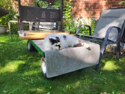 Lost Female Cat last seen Arnold and birch ave., Kitchener, ON N2H 6E6