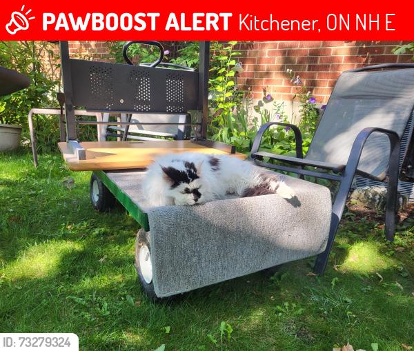 Lost Female Cat last seen Arnold and birch ave., Kitchener, ON N2H 6E6