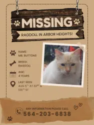 Lost Male Cat last seen 32nd and 100th st near the Roxbury 76 gas station, Seattle, WA 98146