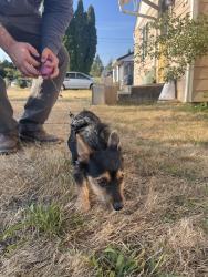 Reunited Female Dog last seen 40th/sheridan, Tacoma, WA 98418