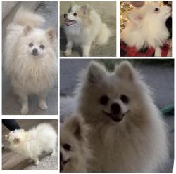 Lost Male Dog last seen Freeway 905, San Diego, CA 92154