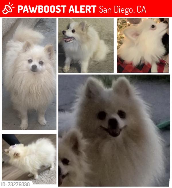 Lost Male Dog last seen Freeway 905, San Diego, CA 92154
