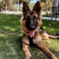 Shelter Stray Male Dog last seen , 361 S Raymond Ave, Pasadena, CA 91105, USA