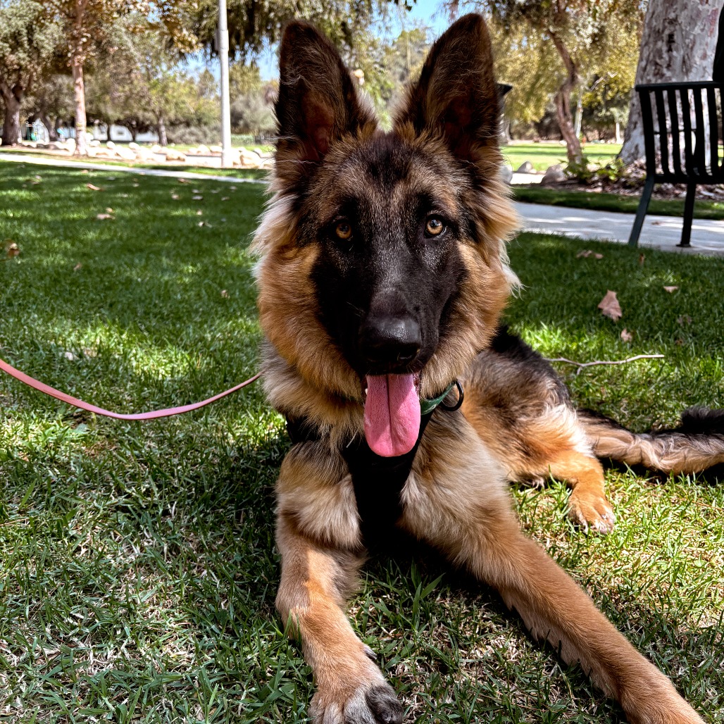 Shelter Stray Male Dog last seen , 361 S Raymond Ave, Pasadena, CA 91105, USA