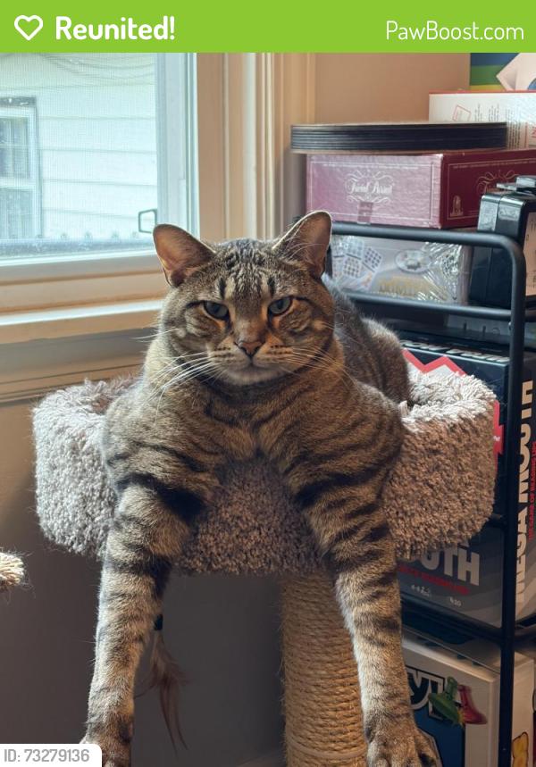 Reunited Male Cat last seen 86th st and Locust St, Milwaukee, WI 53222