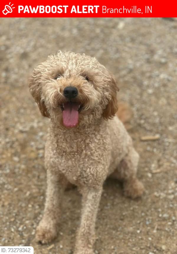 Lost Male Dog last seen Oriole Rd and St. Croix Rd, Branchville, IN 47514