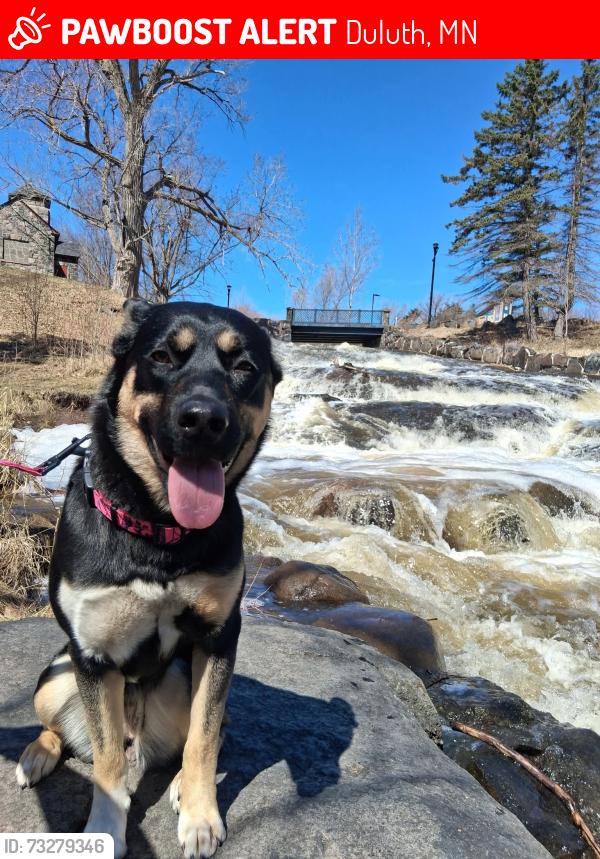 Lost Female Dog last seen sherwin williams paint store, Duluth, MN 55812