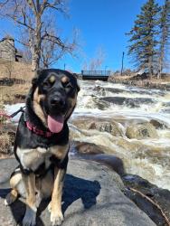 Lost Female Dog last seen sherwin williams paint store, Duluth, MN 55812