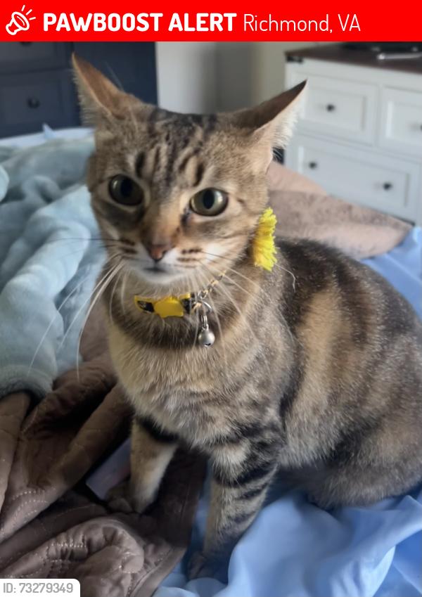 Lost Female Cat last seen Willow Lawn, Richmond, VA 23230
