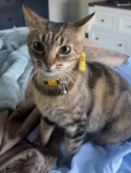 Lost Female Cat last seen Willow Lawn, Richmond, VA 23230