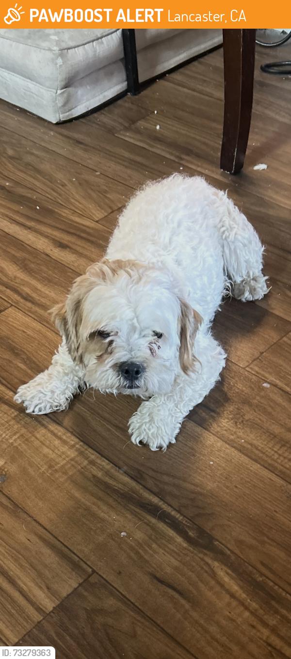 Found/Stray Male Dog last seen QUARTZ HILL LANCASTER CAMDEN WAY ST, Lancaster, CA 93536