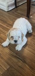 Found/Stray Male Dog last seen QUARTZ HILL LANCASTER CAMDEN WAY ST, Lancaster, CA 93536