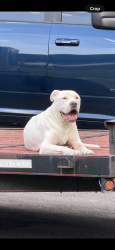 Reunited Male Dog last seen North Miller Rd & Washington Rd Valrico, Valrico, FL 33594